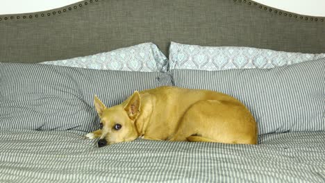 carolina dog lays his head down in a bed