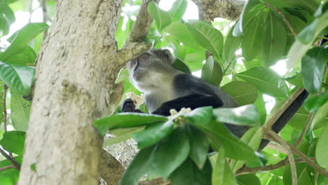 mono comiendo pizza en el bosque