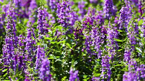 vibrant purple flowers in lush green surroundings