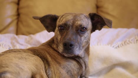 relaxed dog lies on bed and licks his nose before sleeping, funny face of a sleepy dog