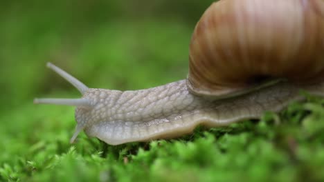 Helix-pomatia-also-Roman-snail,-Burgundy-snail