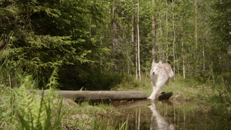 husky collie mixed breed dog runs and jumps over a creek, wide shot slow motion