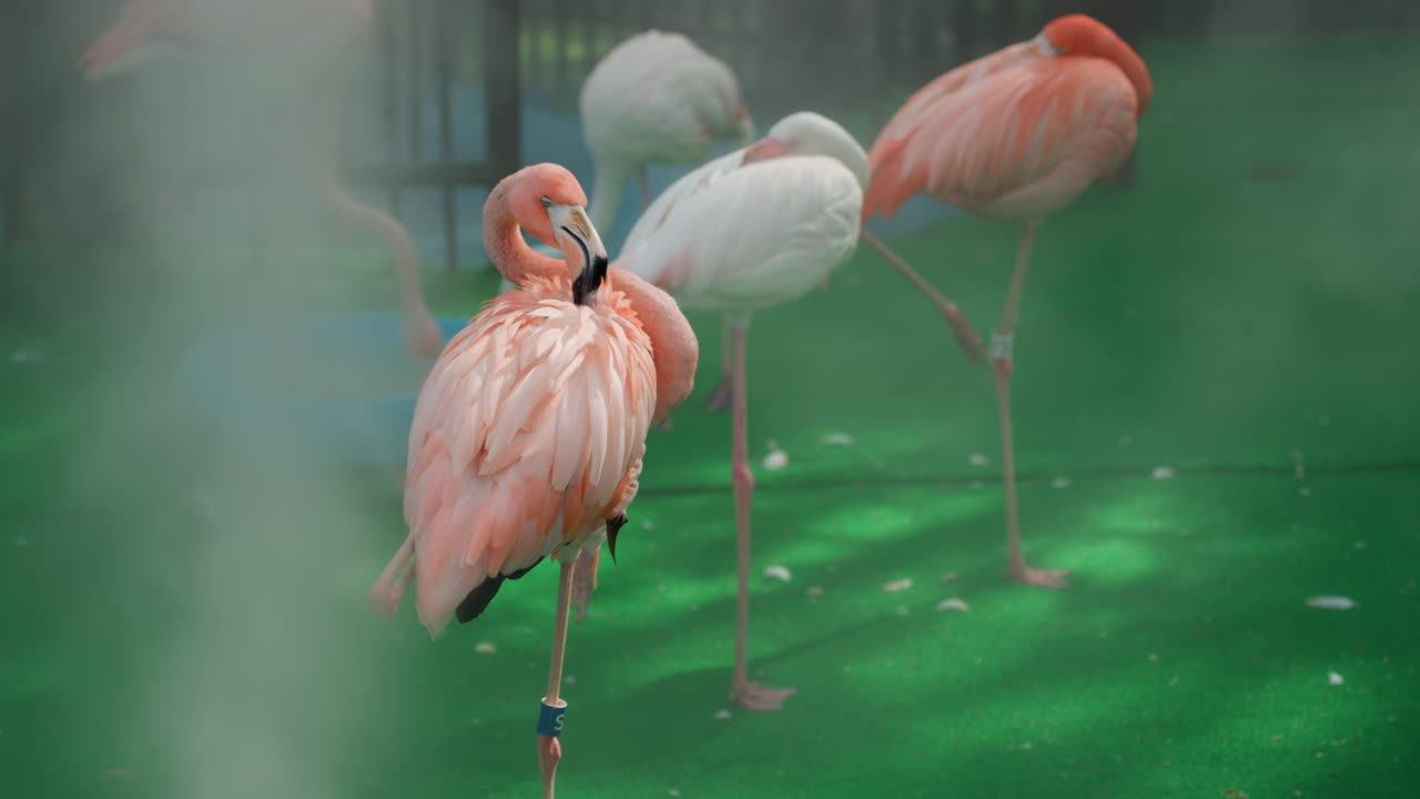 Fenicotteri rosa in piedi su un pavimento verde e nebuloso di un recinto dello zoo, con primi piani del loro comportamento di pulizia delle piume, piumaggio vibrante, pose su una zampa sola, una ciotola d'acqua bassa, luce solare soffusa e calma interazione sociale, creando un'atmosfera cinematografica e serena.