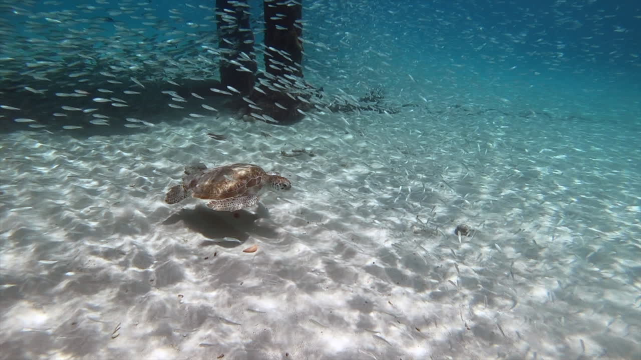 거북이가 크리스탈처럼  ⁇ 은 물에서 느리게 헤엄치고 있습니다.