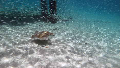 Tortuga-Nadando-A-Cámara-Lenta-En-Aguas-Cristalinas