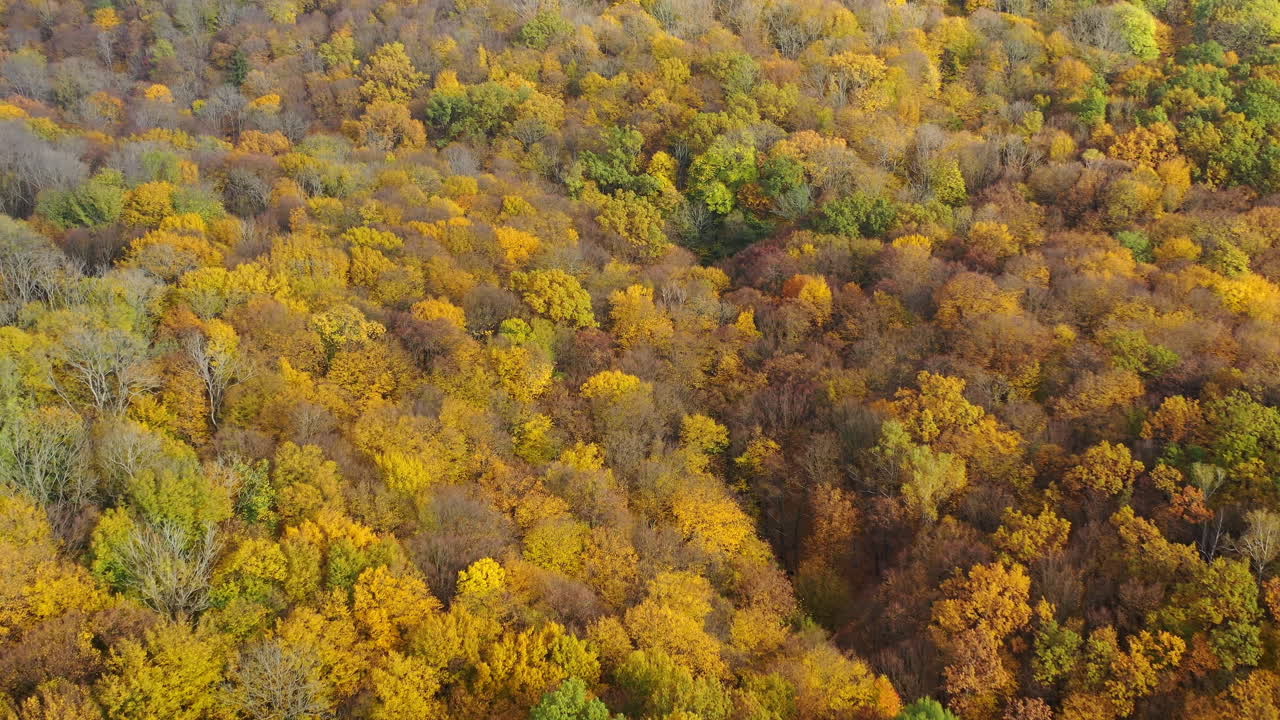 Orange landscapes autumn highway. Aerial view of autumn forest roadway.