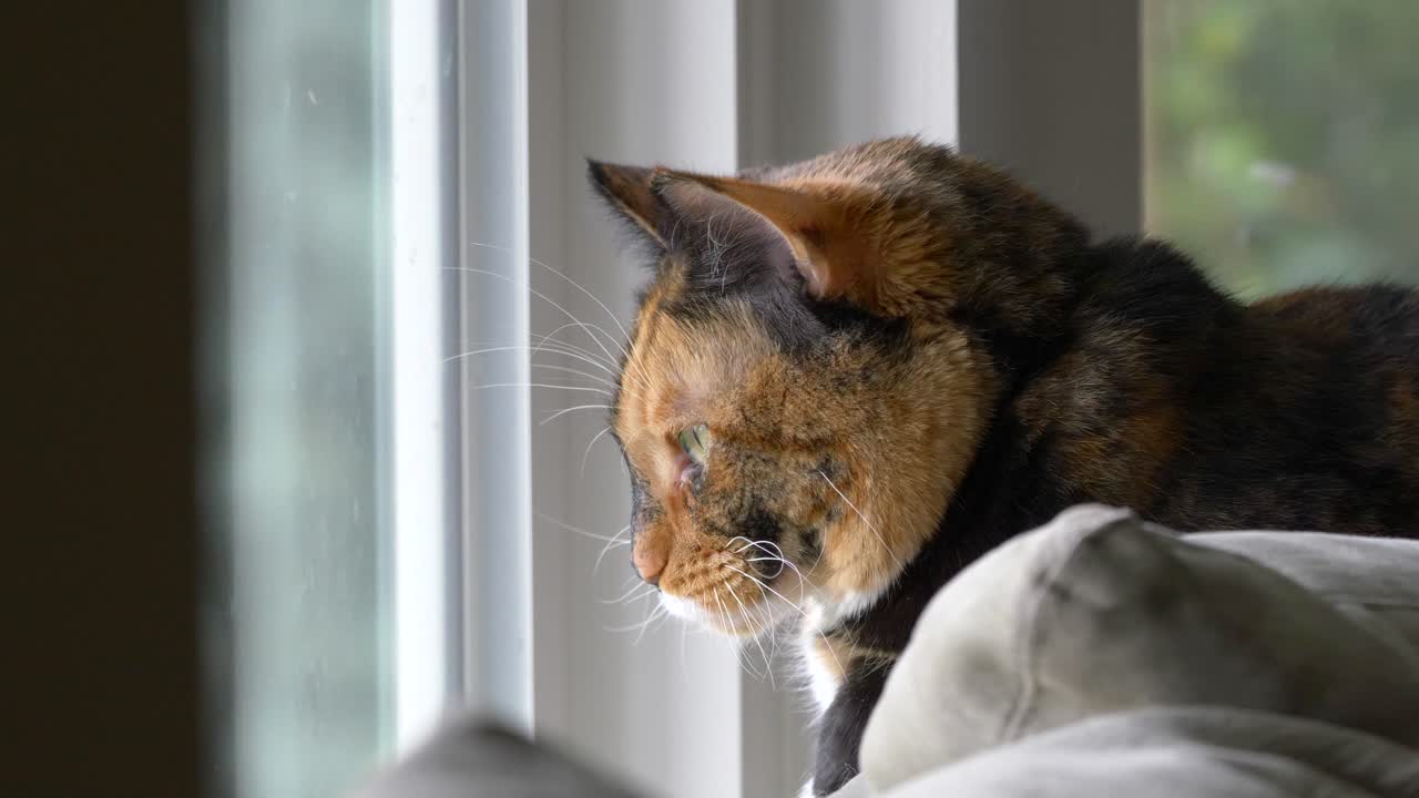 A beautiful calico cat named Zelda sits perched on a couch where she normally watches birds but is  watching a windstorm go on outside.  She looks over at the camera