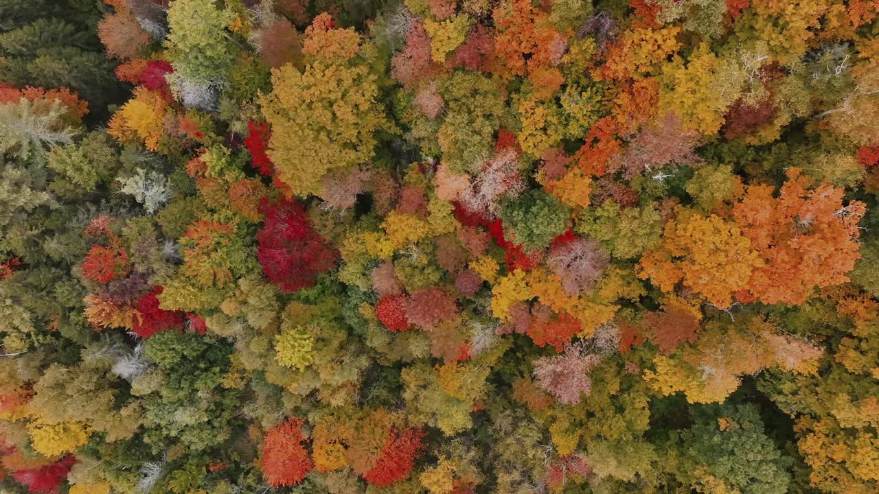 Warna-warni musim gugur di hutan dengan pepohonan lebat