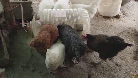 chickens of various colors eating feed in a bottle