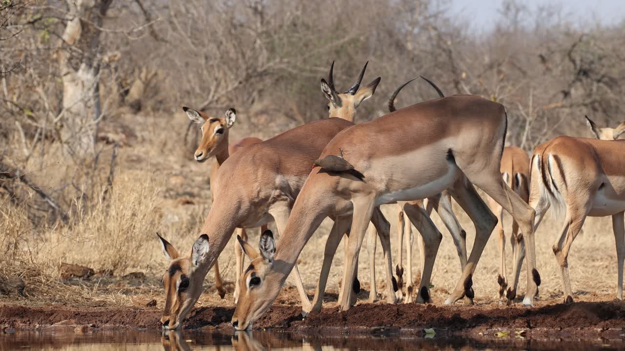 A herd of impala antelopes drinking at an underground hide's waterhole, Greater Kruger.