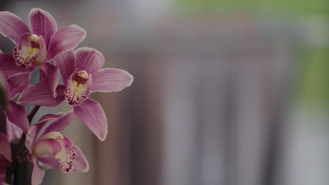 Close up of vibrant pink orchids in bloom with blurred background