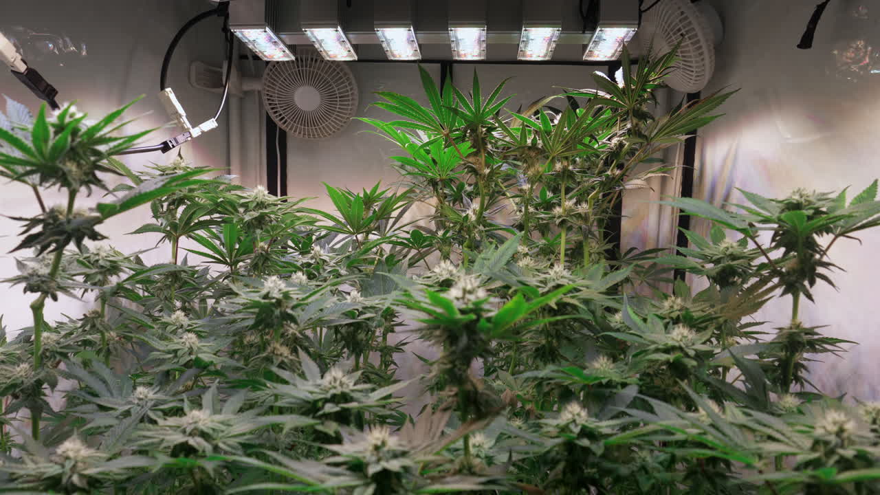 toma de plantas de cannabis que crecen en una carpa de cultivo durante la etapa de floración