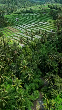 from above, a vertical drone reveals green rice paddies and farmland with a river weaving through the sunlit countryside, offering a stunning glimpse of agricultural life in bali.