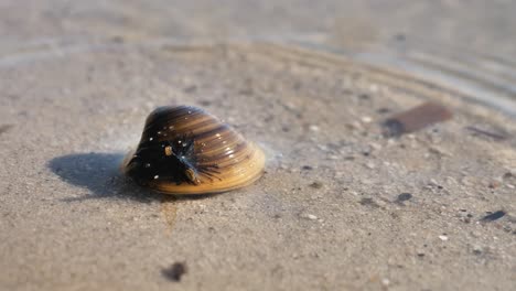 river shell on the sandy shore in light waves