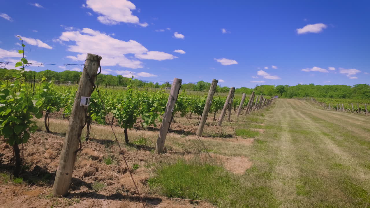 Rows of vineyard grapes on a sunny day