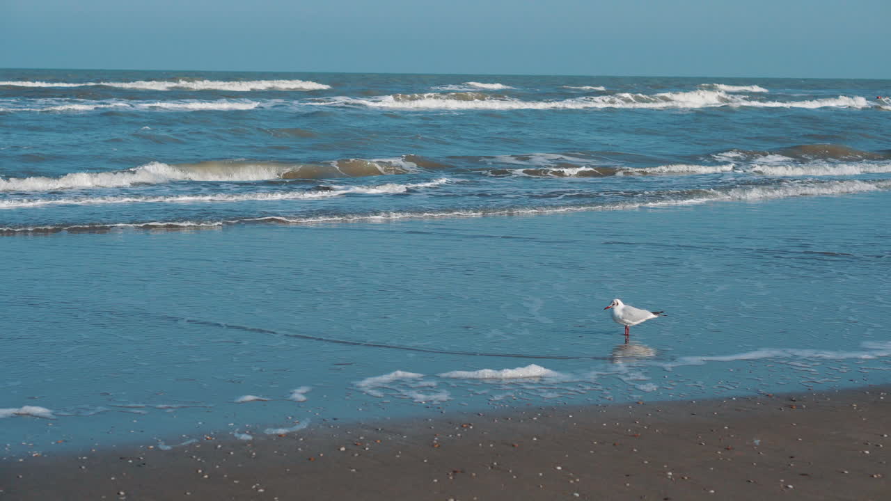 Beach Scene with Gulls