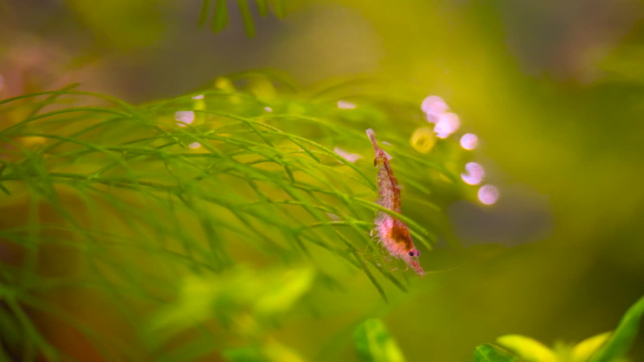 Macro shot red cherry shrimp, sitting on an aquatic plant