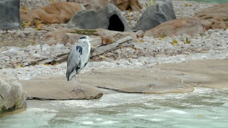 Toma-En-Cámara-Lenta-De-Una-Grúa-Sobre-Rocas-Al-Lado-De-Una-Piscina-Del-Zoológico