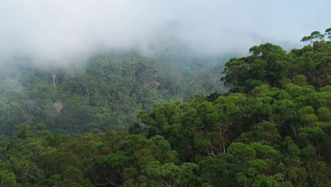 australian aussie lower mangrove hawkesbury river nsw sydney forest jungle aerial drone parallax rainy mist clouds sunny morning blue sky gum eucalyptus trees circle left motion