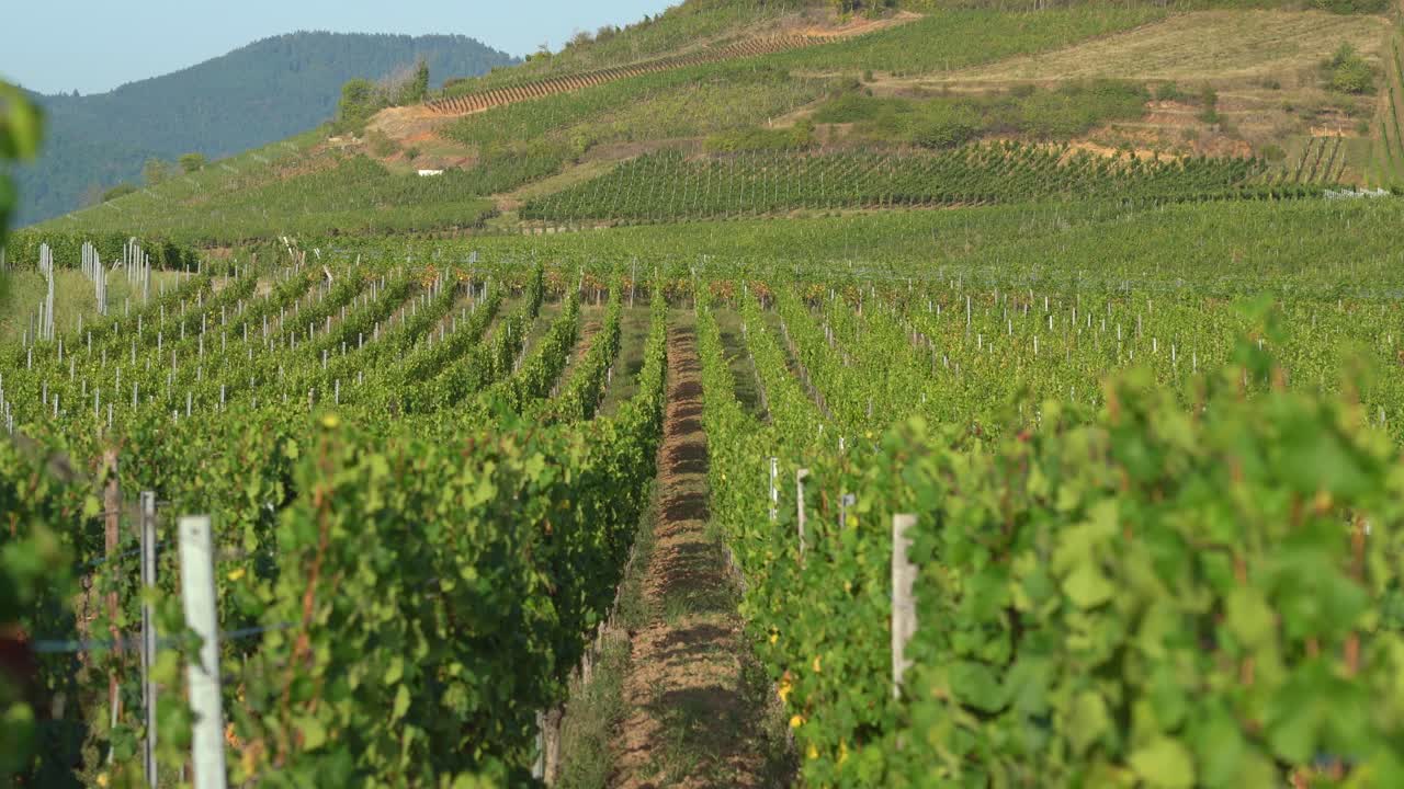 Filari di vigneti senza uva in crescita sulle colline nei dintorni di Hunawihr, nella Francia orientale