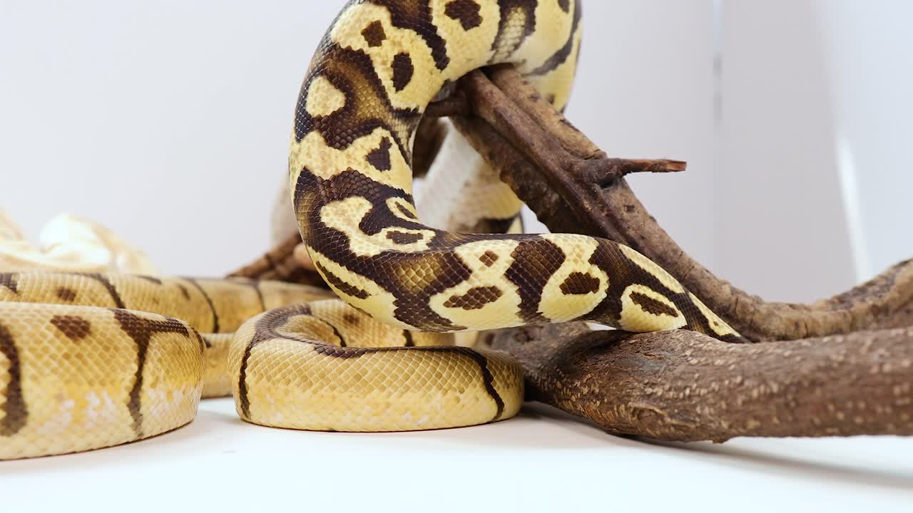 A corn snake moves through branches in a controlled environment with bright lighting, showcasing its patterns and natural behavior