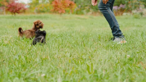 play with little puppies in the yard. two dogs running around the woman's feet on the grass