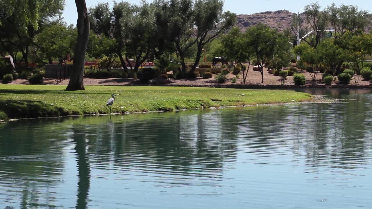그레이트 블루 헤론은 도시 연못 맥코믹 목장, 스코츠데일, 애리조나의 해안선을 따라 사냥합니다.
