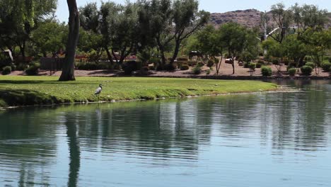 a great blue heron hunts along the shoreline of an urban pond mccormick ranch, scottsdale, arizona