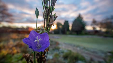 sunrise timelapse with scottish bluebell on foreground, countryside, static