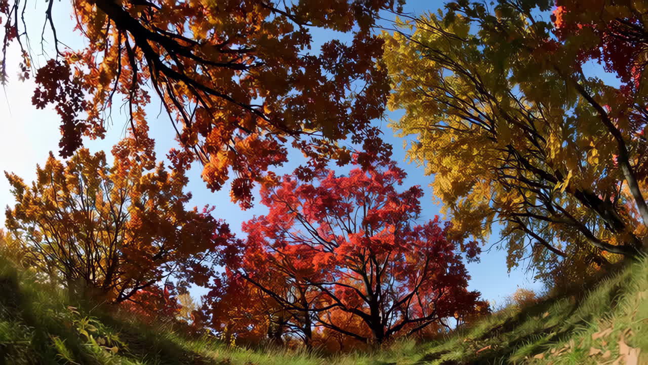 Autumn Canopy of Colorful Trees
