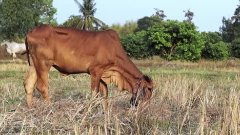 Thailändische-Einheimische-Rinder,-Braune,-Dünne-Kühe,-Die-Auf-Dem-Reisfeld-Weiden-Und-Tagsüber-Trockenes-Gras-Fressen