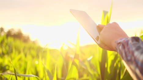 lens flare close-up: the farmer's hand touches the corn leaves in the field at sunset and checks the quality of the growing crop and enters the data for analysis into the tablet computer for remote monitoring of the crop