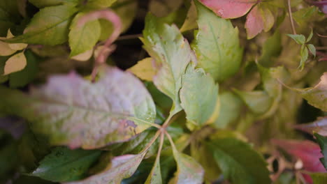 Vertical-shot-of-weeds-growing-with-green,-yellow-and-purple-leaves