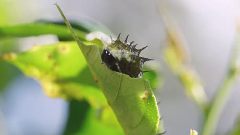 papilo aegeus early instar caterpillar eating leaf of a citrus tree