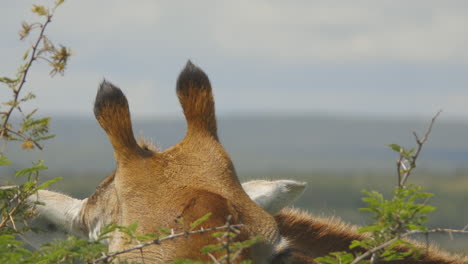 imágenes de cerca de la cabeza, las espinas y los ojos de una jirafa comiendo en el parque nacional kruger, sudáfrica