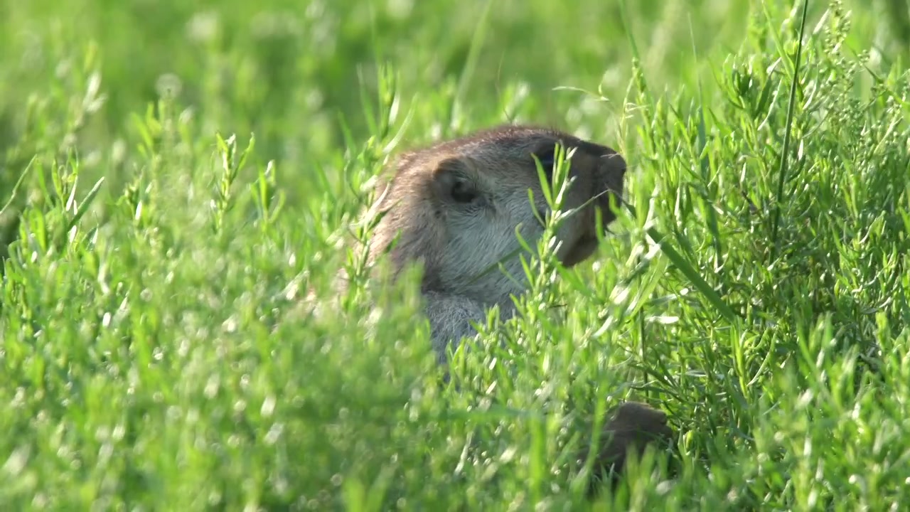 Groundhog Eating Green Grass in a Meadow