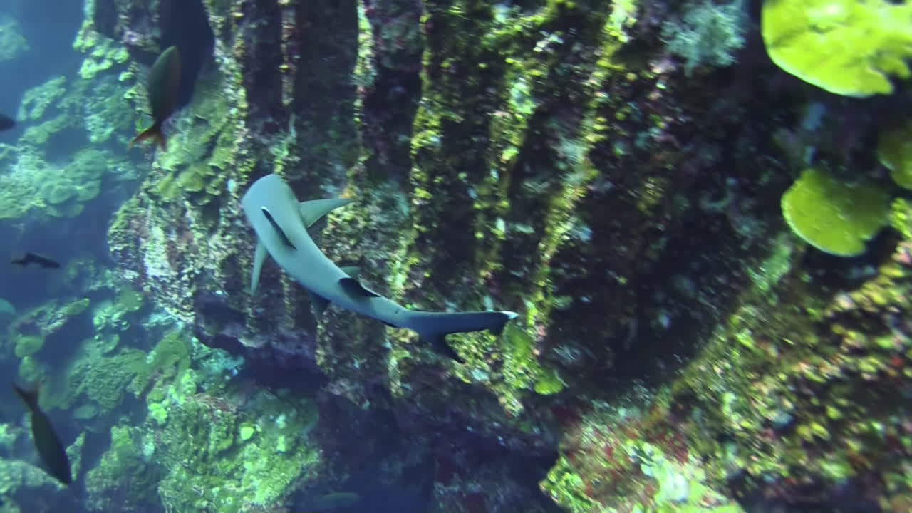 toma larga de un tiburón de arrecife de punta blanca patrullando una formación rocosa cubierta con algunos corales duros