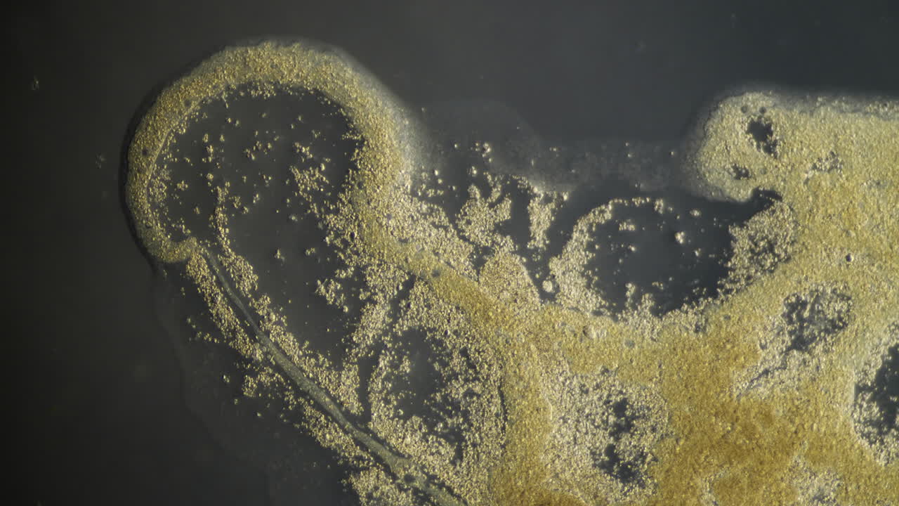 Microscopic View of Bacterial Colony Growth
