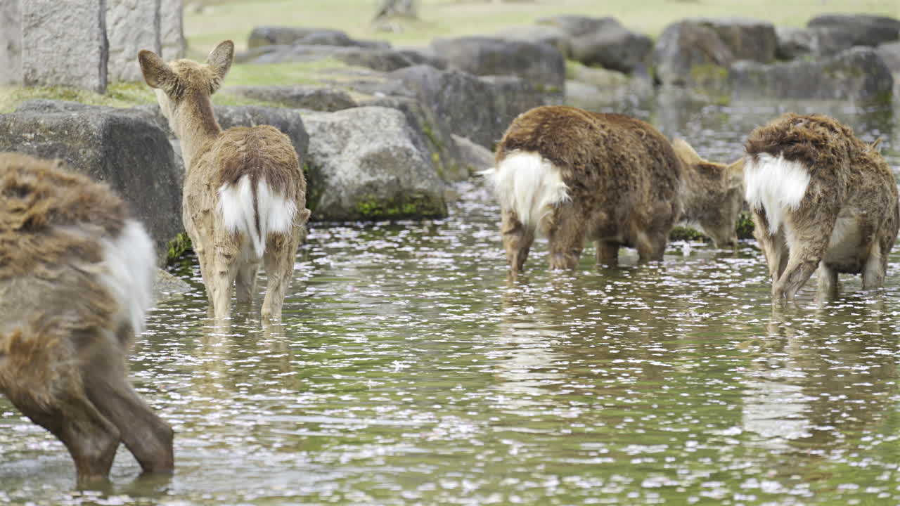 A group of deer can be seen quietly drinking from a tranquil pond. The scene is filled with natural beauty as flowers drift on the water surface and green grass surrounds the area. Nara Park, Japan