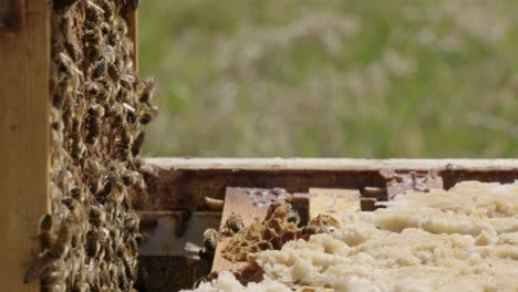 BEEKEEPING---A-beekeeper-removes-a-frame-from-a-beehive,-slow-motion-close-up