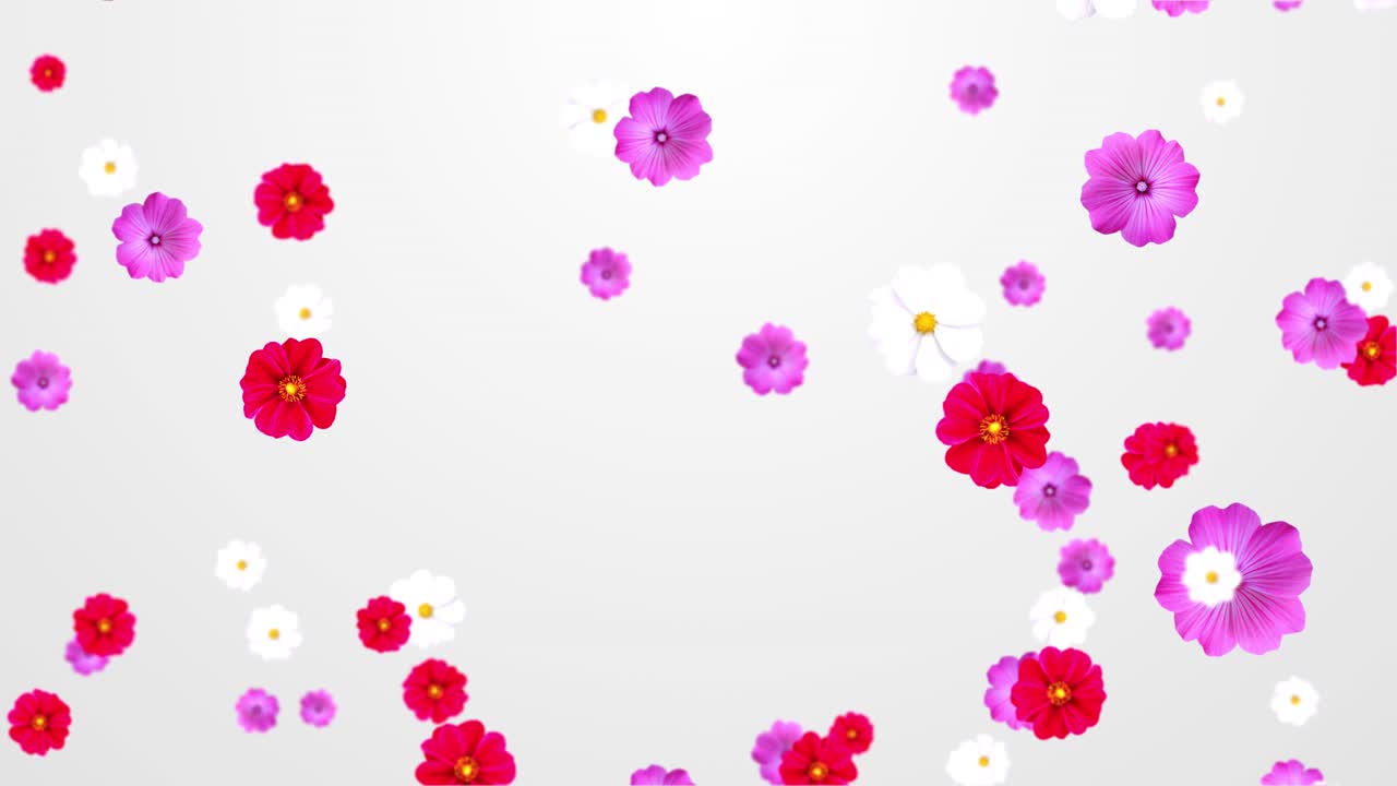 Enchanting beauty of daisy and plumeria colorful flower falling down background animation 4k video