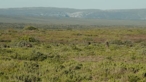 group of baboons restng in an african nature reserve