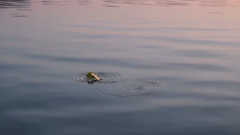 a solitary leaf floating on calm water
