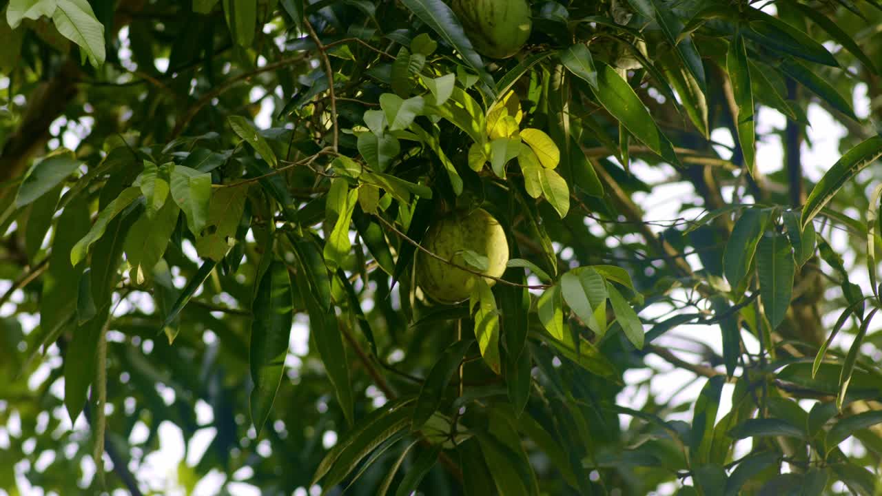 mango verde colgando en la altura en el árbol, alrededor de las hojas