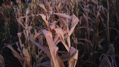 Close-up-shot-of-leaves-and-spike-of-a-dry-corn---wheat-waving-in-the-wind