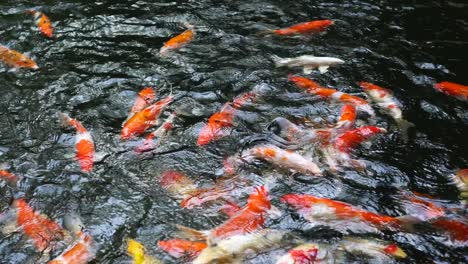 colorful fancy koi fish in the pond