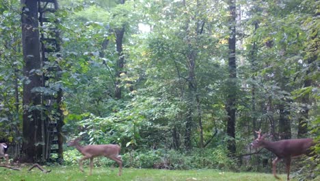 Two-White-Tail-Deer-does-being-chased-a-buck-through-a-clearing-in-the-woods-during-rut-in-the-upper-Midwest-in-autumn