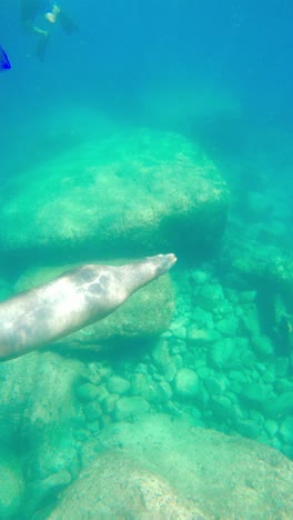 Robben-Schwimmen-Unter-Wasser---Vertikale-Aufnahme