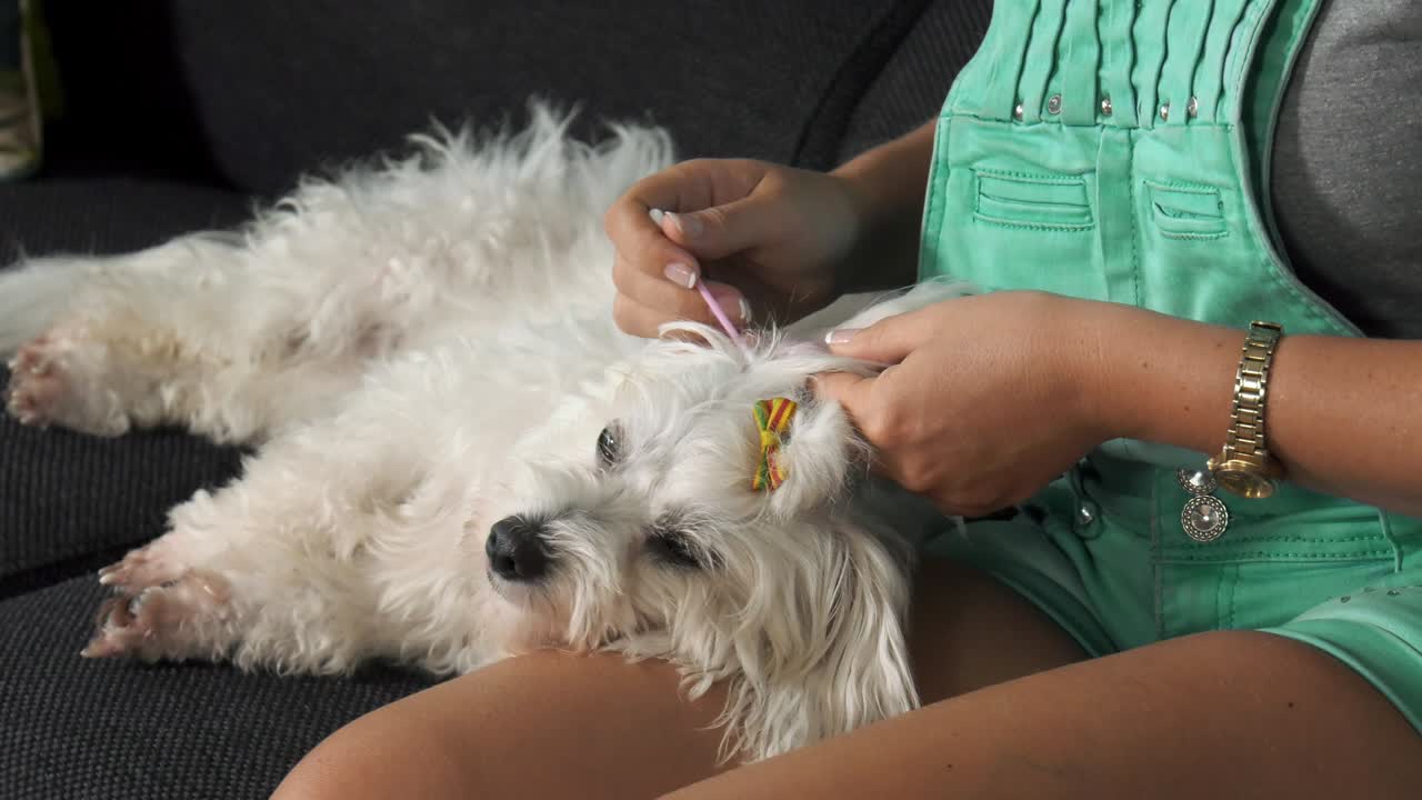 여성 반려동물 소유자 가 면화 로 개 의 귀 를 청소 하고 있다
