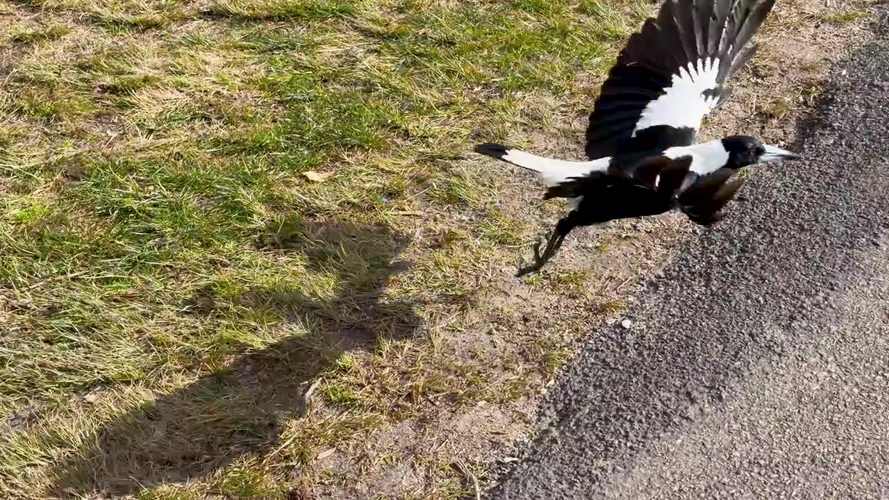 Una gazza australiana cammina sull'erba prima di volare via a Katoomba, Blue Mountains, Australia.